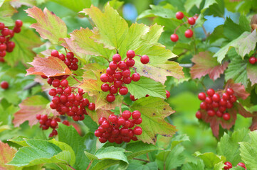 Guelder rose (Viburnum opulus) berries ripen on the branch of the bush