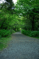 한국, 제주도, 사려니 숲길, 올레길, 곶자왈, 고목, 숲, 산책로, 하이킹, 새싹, 새순