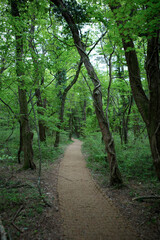 한국, 제주도, 사려니 숲길, 올레길, 곶자왈, 고목, 숲, 산책로, 하이킹, 새싹, 새순
