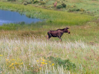 Grassy foreground in focus with moose in the background.