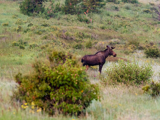A beautiful mother moose standing in a grassy land with shrubs.