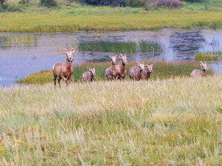Fototapeta premium A heard of bighorn sheep running across the field with a beautiful marsh in the background.