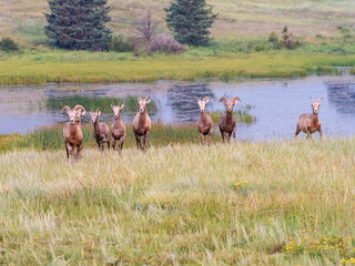 A heard of bighorn sheep running across the field with a beautiful marsh in the background.