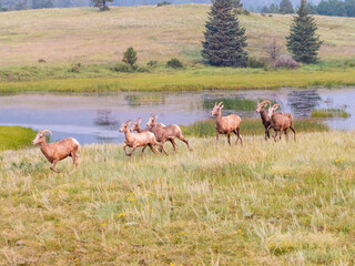 A heard of bighorn sheep running across the field with a beautiful marsh in the background.