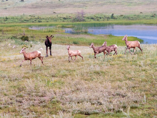 Naklejka na ściany i meble A calf moose chases a herd of bighorn sheep through a meadow.