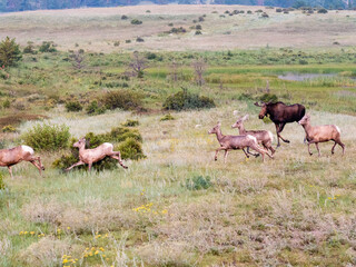 A calf moose chases a herd of bighorn sheep through a meadow.