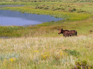 A female moose standing in a beautiful meadow.