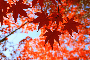 Close up photo of a maple leaf that turned red in autumn season