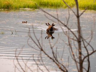 Mother female moose swimming in a marsh feeding at dawn.