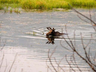 Mother female moose swimming in a marsh feeding at dawn.