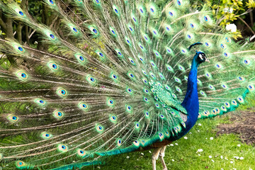 Obraz premium peacock with feathers out