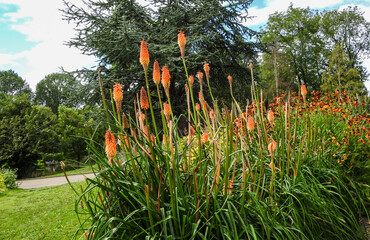 Kniphofia hirsuta called Fire Dance