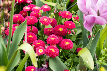 pink flowers in a garden
