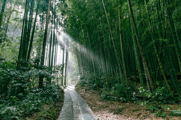 Ray of sunlight shining through bamboo plants the way forward, Takeo, Japan