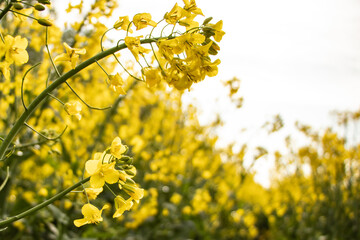 field of flowers