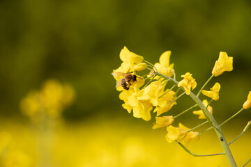 yellow flowers in spring