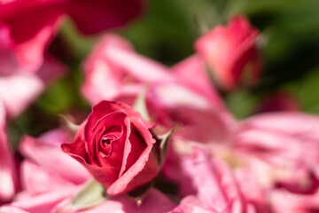 pink rose close up