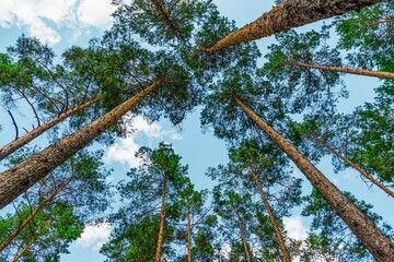 Bottom view of tall old trees, pine trees against the blue sky