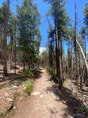 path in the forest