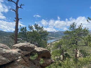 pine tree on the mountain