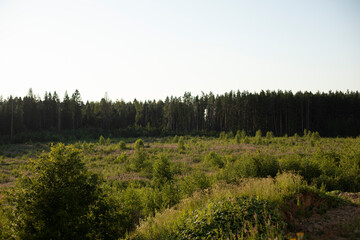 Fototapeta na wymiar Forest landscape. View of the natural area. Field in front of the forest.