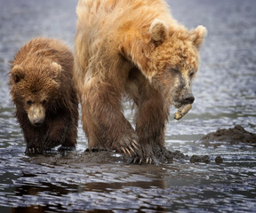 Naklejka na ściany i meble Coastal Brown Bears digging for clams and grazing on sedge grass Lake Clark Alaska USA