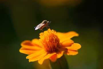 fly on flower