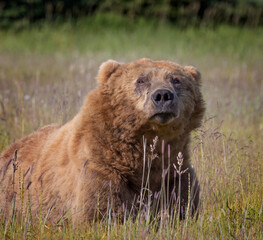 Coastal Brown Bears digging for clams and grazing on sedge grass  Lake Clark Alaska USA