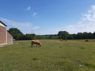 Fototapeta na wymiar Vacas en una granja de Galicia