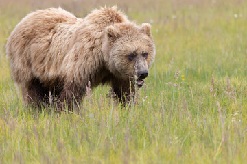 Obraz premium Coastal Brown Bears digging for clams and grazing on sedge grass Lake Clark, Alaska USA