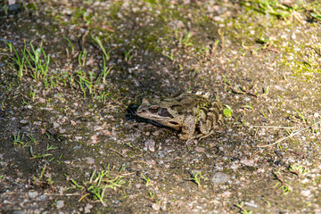 frog on the ground