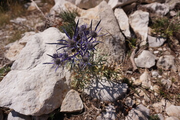 Beautiful thistles discovered on the way to St. George's Peak, close to Makarska