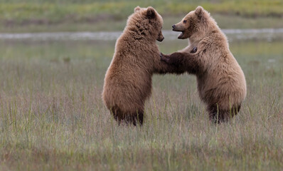 Obraz premium Coastal Brown Bears digging for clams and grazing on sedge grass Lake Clark, Alaska USA