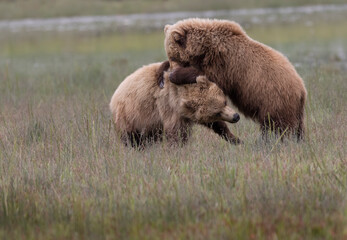 Coastal Brown Bears  digging for clams and grazing on sedge grass Lake Clark, Alaska USA