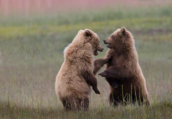 Coastal Brown Bears  digging for clams and grazing on sedge grass Lake Clark, Alaska USA