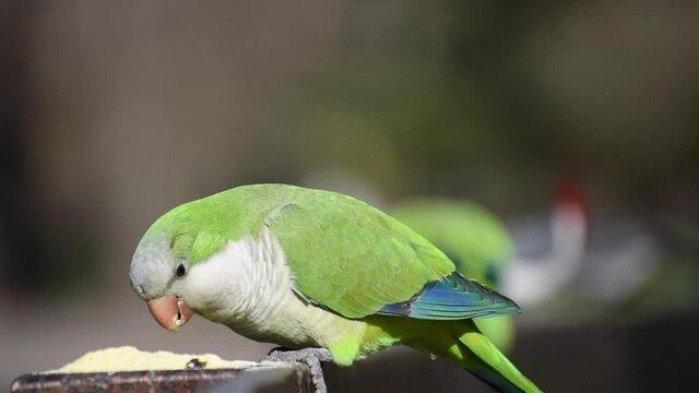 monk parakeet (myiopsitta monachus), or quaker parrot, in the wild feeding at lago de las regatas public park, Buenos Aires, Argentina