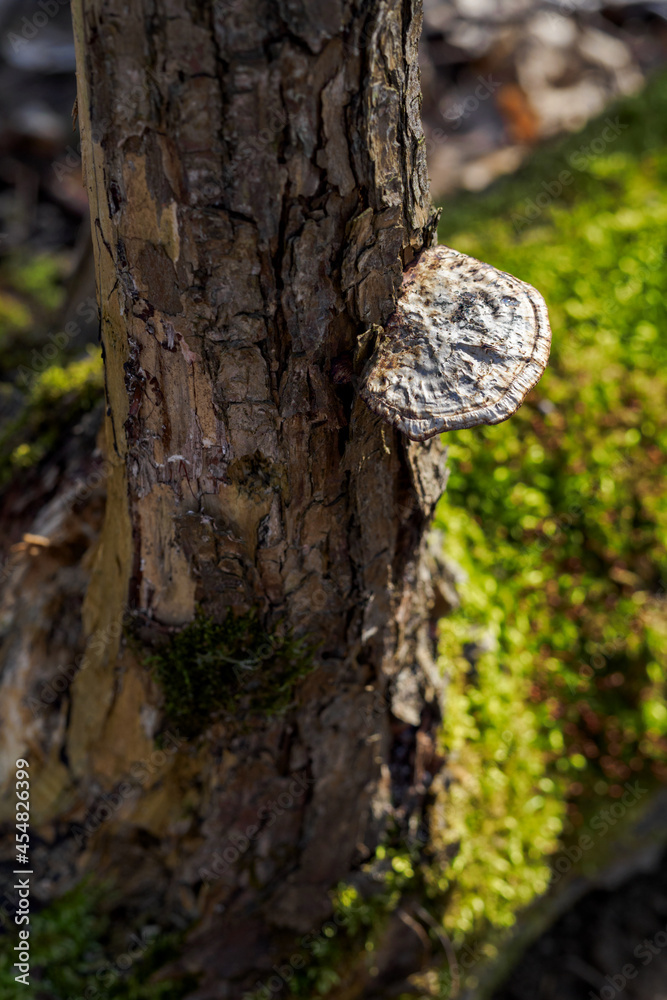 Canvas Prints inedible mushroom growing on a tree trunk.