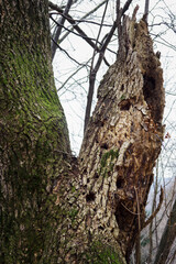 Holes in the trunk of a tree after the impact of a woodpecker bird.