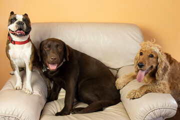 cocker spaniel ,labrador and boston terrier on a large white chair in the house