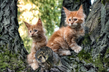 A big red maine coon kittens sitting on a tree in a forest in summer. © Sergei