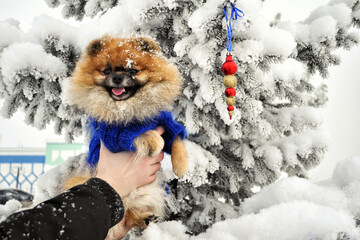 A lovely Pomeranian puppy on background of snowy Christmas Tree in winter.