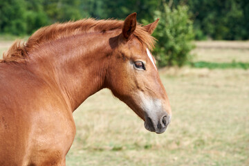 Portrait of a chestnut foal of a heavy draft breed with a white star on the forehead in a pasture