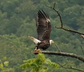 Majestic Bald Eagle symbol of America's Freedom takes flight
