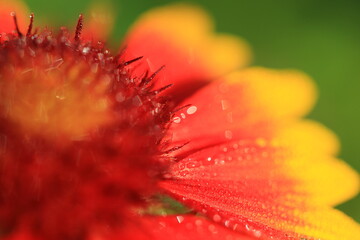 Flower photography with macro lens,　近隣公園での花のマクロ撮影