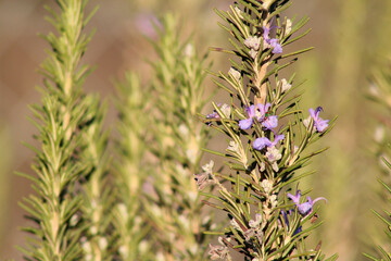 Rosemary blossom with small insect.