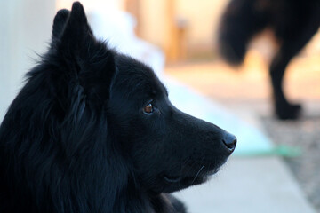 Close up profile shot of a black female dog, Belgian shepherd.