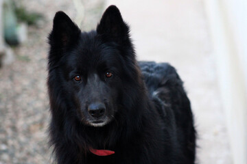 Close up of a black dog, Belgian shepherd.