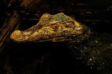 Little crocodile in the water.