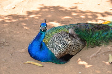 PAVO REAL