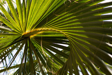 Fototapeta na wymiar green leaves of a palm tree close-up. against the sky.